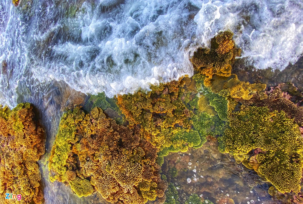 Unique open-air 'coral forest' on the Middle coast of Vietnam 3911 z7